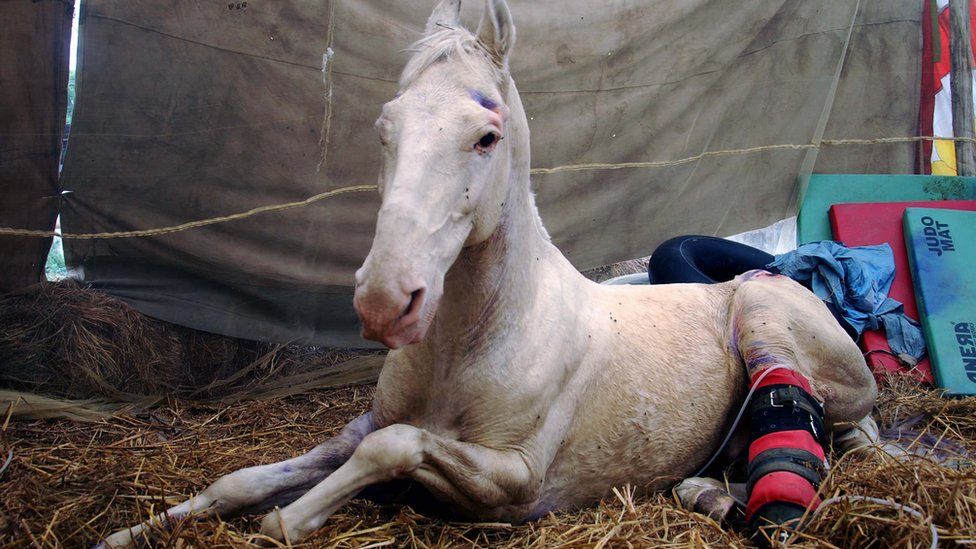 'Attacked' India police horse dies BBC News