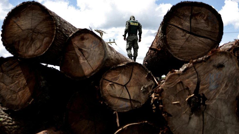 Агент Бразильского института окружающей среды и возобновляемых природных ресурсов (IBAMA) осматривает дерево, извлеченное из тропических лесов Амазонки, на лесопилке во время операции по борьбе с обезлесением в Плакасе, штат Пара, Бразилия, 20 января 2023 года.
