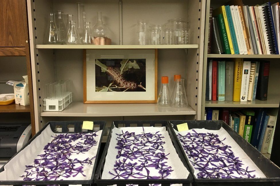 Saffron flowers are left to dry in the University of Vermont lab.