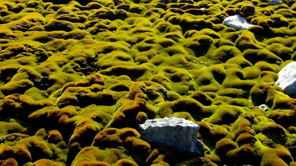 Antarctic moss beds (c) University of Wollongong