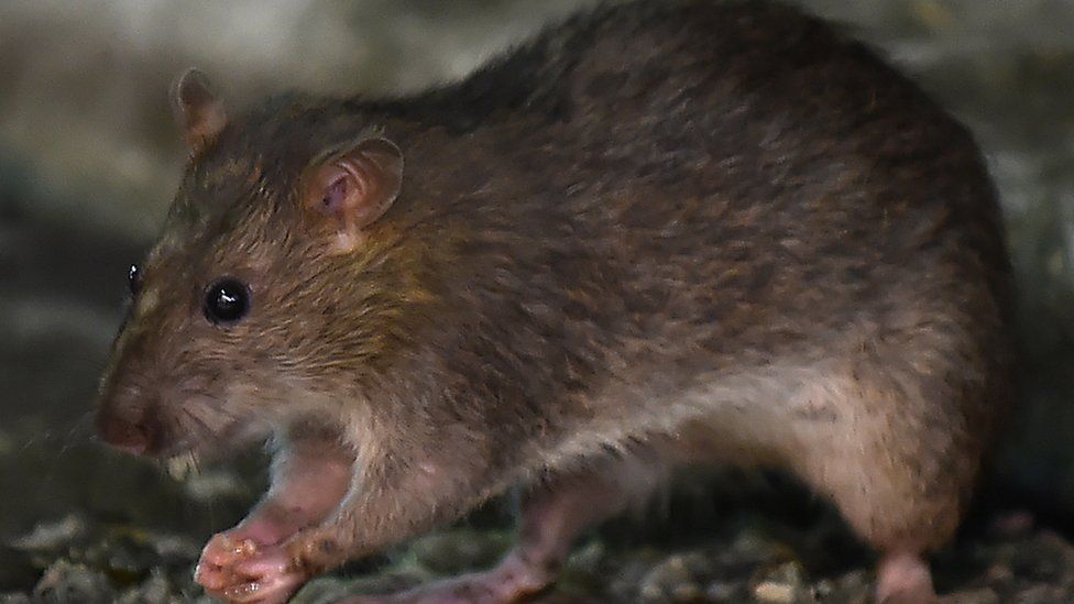 Coronavirus: Why more rats are being spotted during quarantine - BBC News