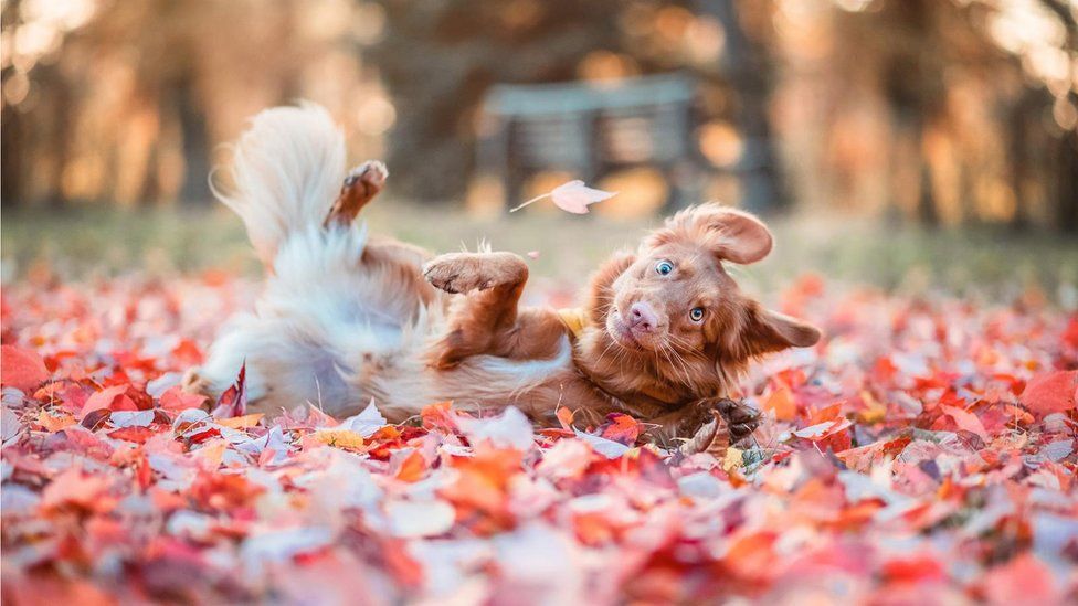 Image shows dog playing in leaves