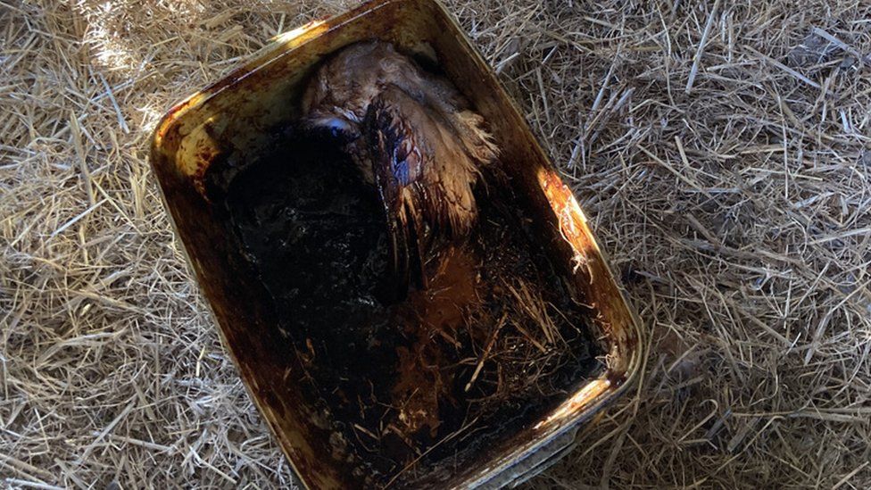 Barn owl trapped in bucket of molasses