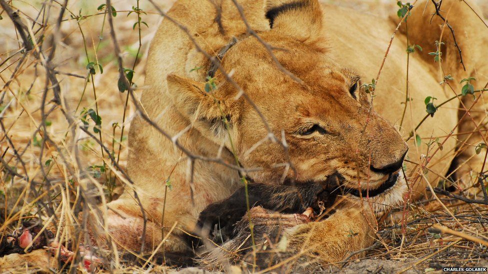 A lioness chewing on a kill