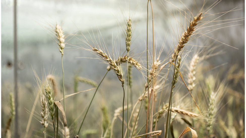 Wheat that has been gene-edited to recreate a mutation found only once in nature which increases grain size and so has the potential to boost yields.