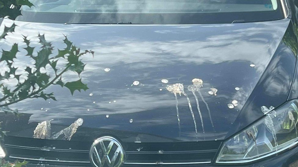 A car bonnet with bird poo