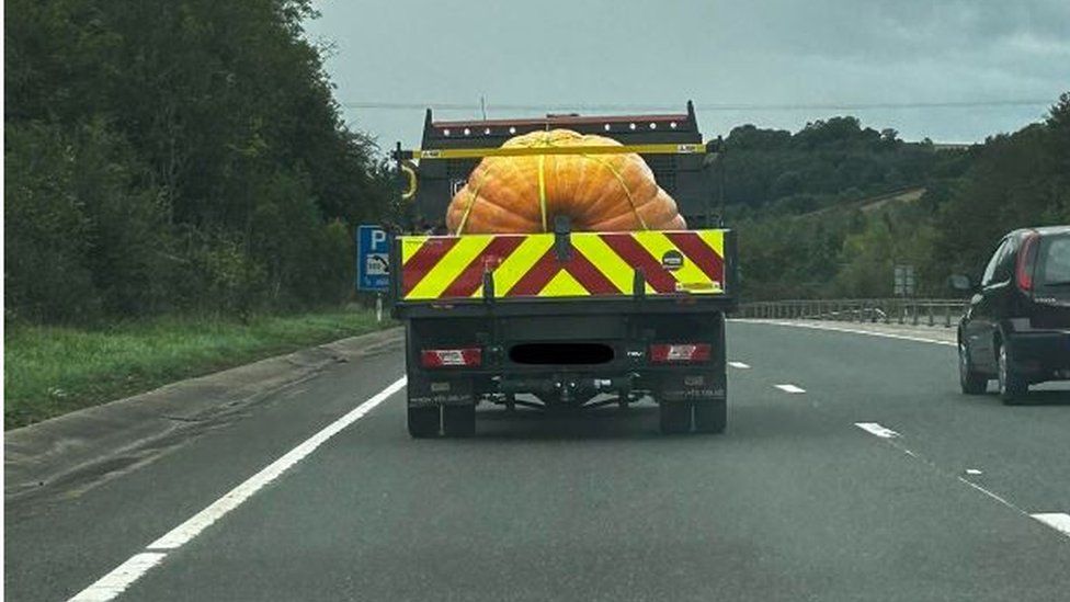 Photo of a 1302lb pumpkin being transported by truck