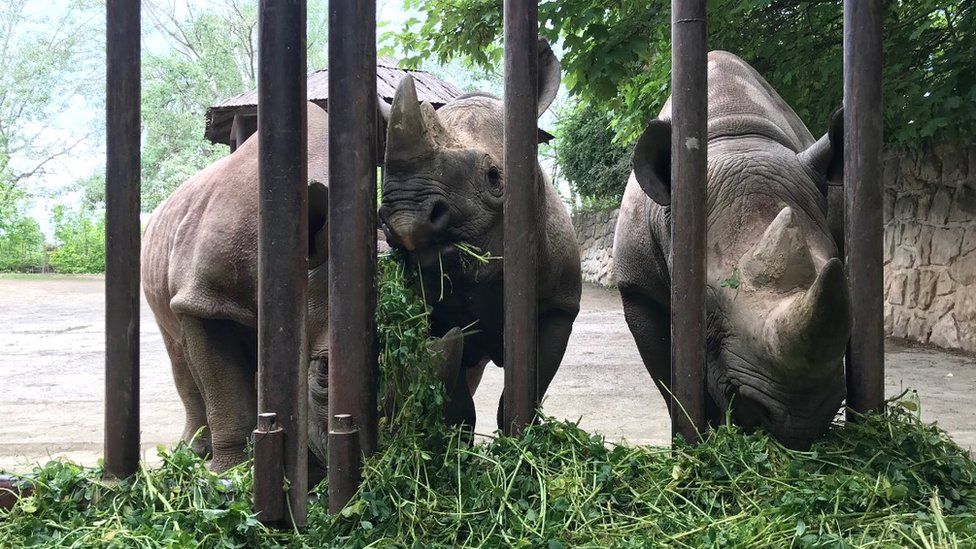 Three of the five black rhinos being released in Rwanda