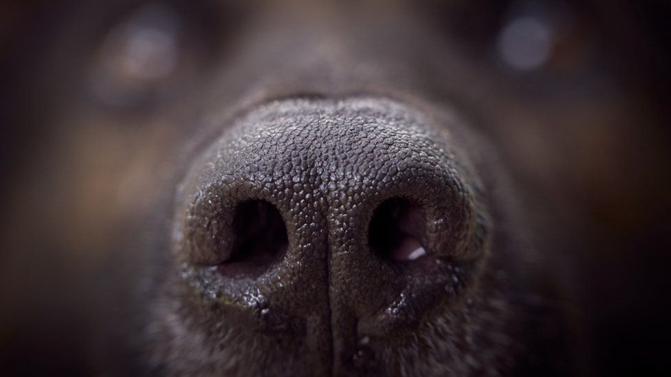 A dog's nose up close