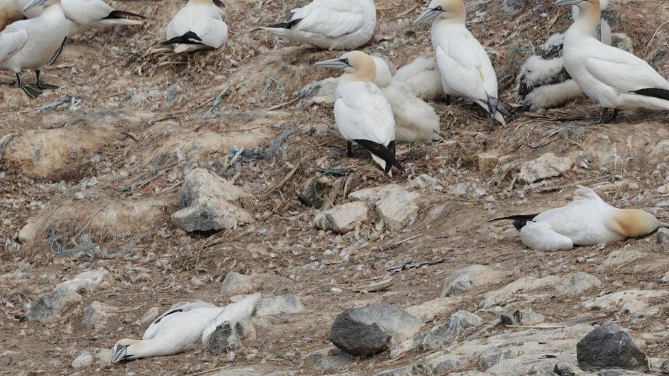 Dead and dying gannets