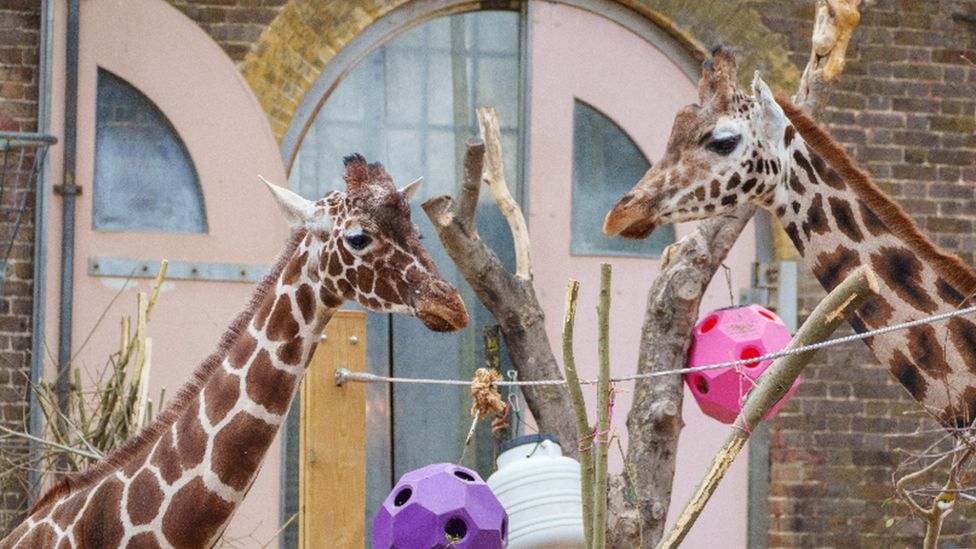 Meet the giraffe moving to London Zoo in a 'convertible'! BBC Newsround
