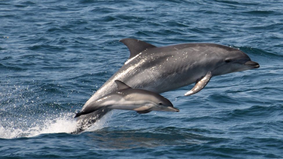 Dolphins in Cardigan Bay