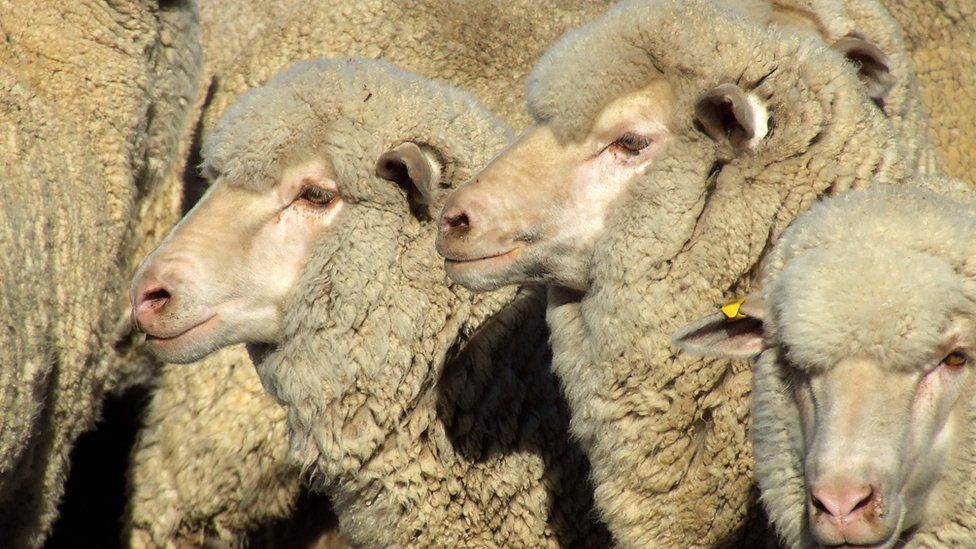 A generic image of merino sheep