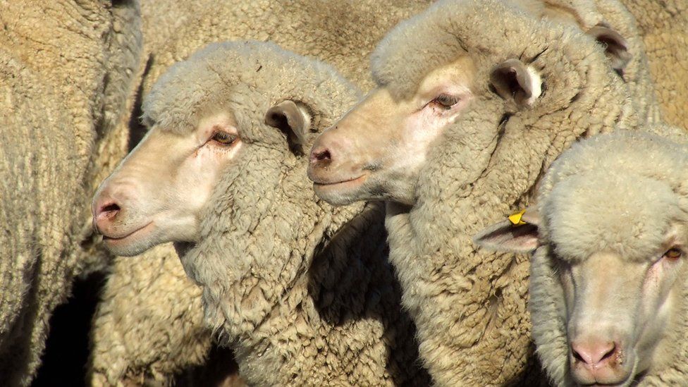 Herd of merino sheep