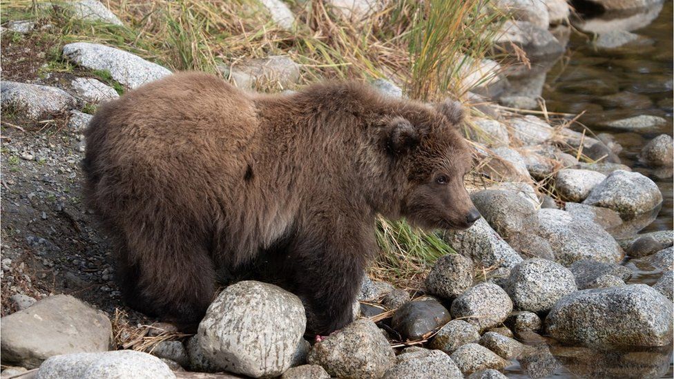 Bear 806 Jr is a fluffy mid-brown cub with a short muzzle and shaggy fur
