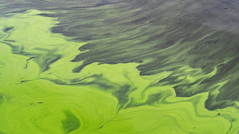 Full frame abstract green natural background made by Algal bloom
