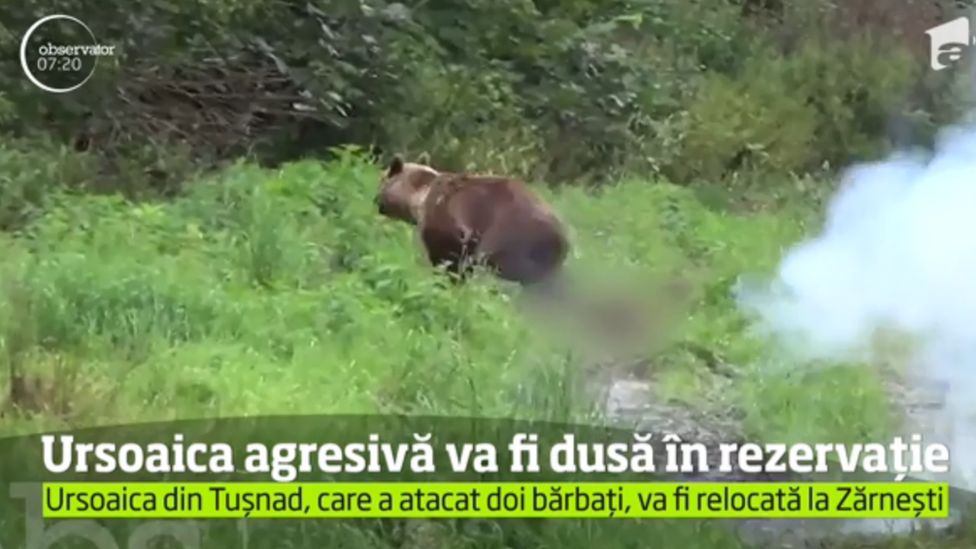 Romanian hunters drive a bear away from a youth camp, July 2018