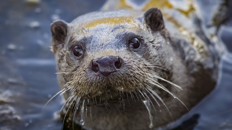 A dark brown wet and shiny water otter looks directly into the camera as it peers up from water