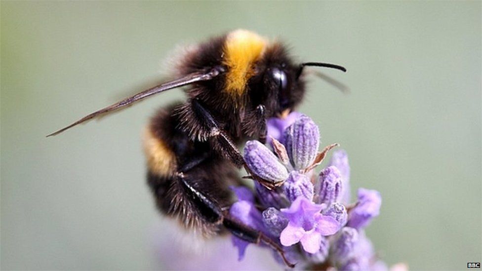 Bumblebee (Image: BBC)