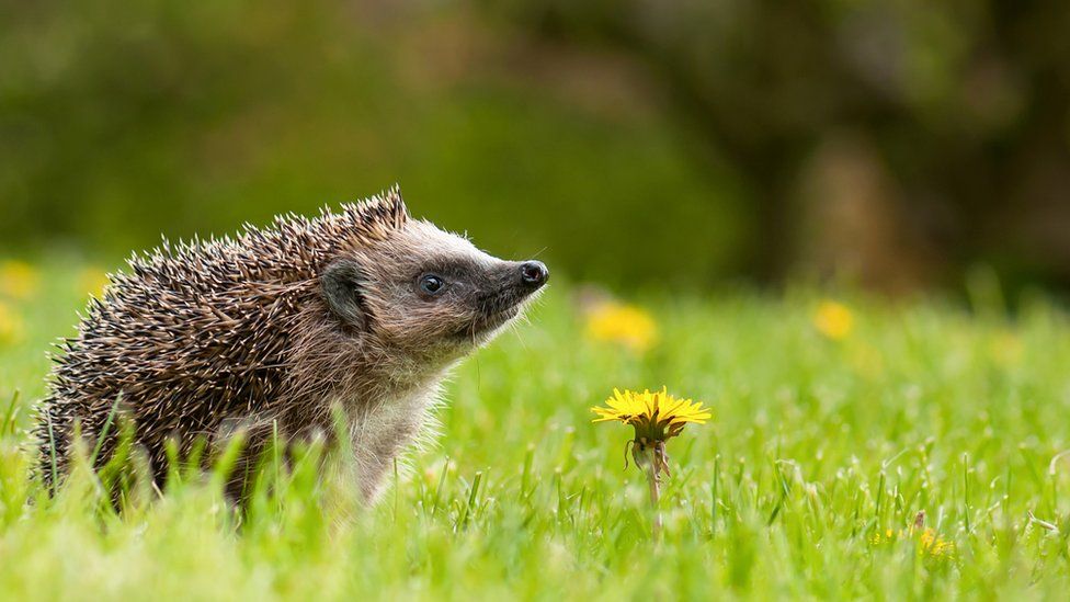 Hedgehog numbers could be rising after years of decline - BBC Newsround