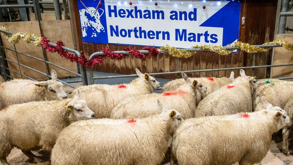 Sheep at Hexham and Northern Marts