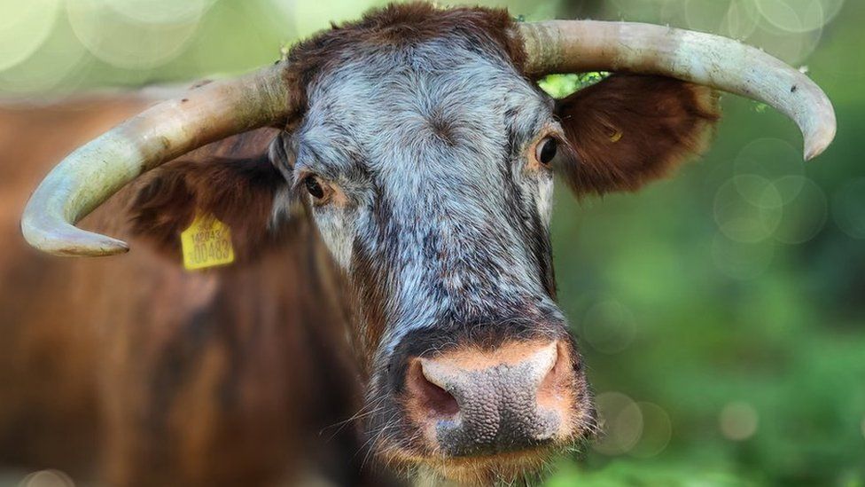 English Longhorn cattle
