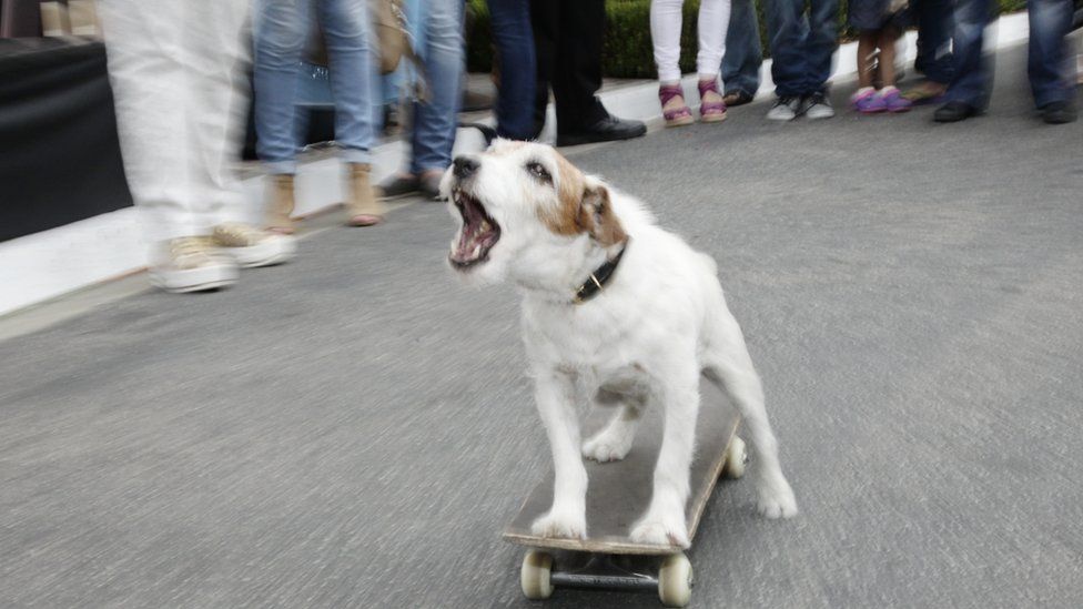 A skateboarding dog