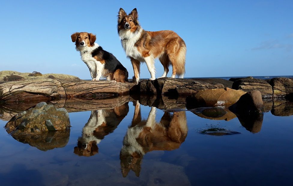 Anna Murray, Edinburgh took this picture of her handsome hounds Shadow and Storm on a beautiful day last weekend at Tyninghame Beach