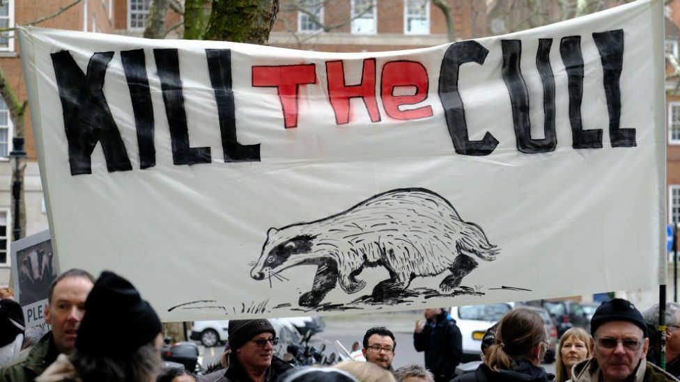Badger cull protest