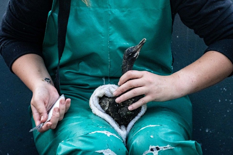 A cormorant chick seated on a carer's lap is fed fish