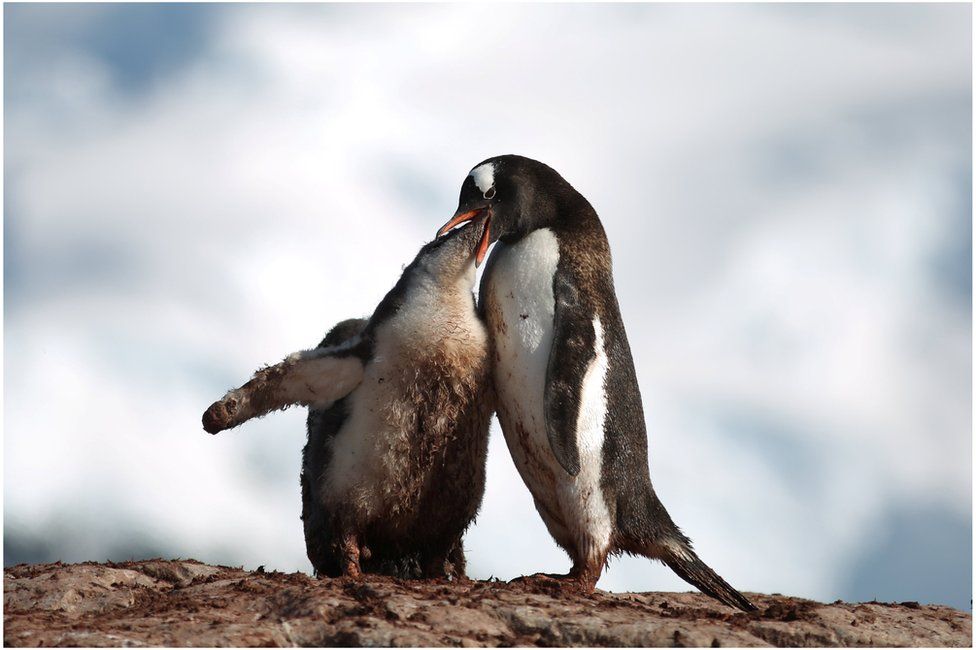 A penguin feeding a baby penguin by regurgitating food in to its mouth