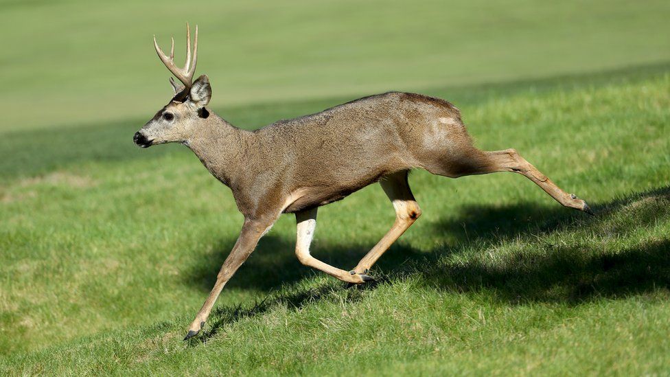 A deer runs across a golf course in Pebble Beach, California.