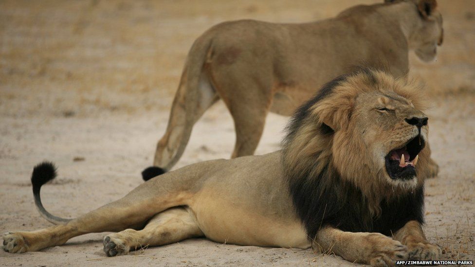 Cecil the lion in a handout picture taken on 21 October 2012