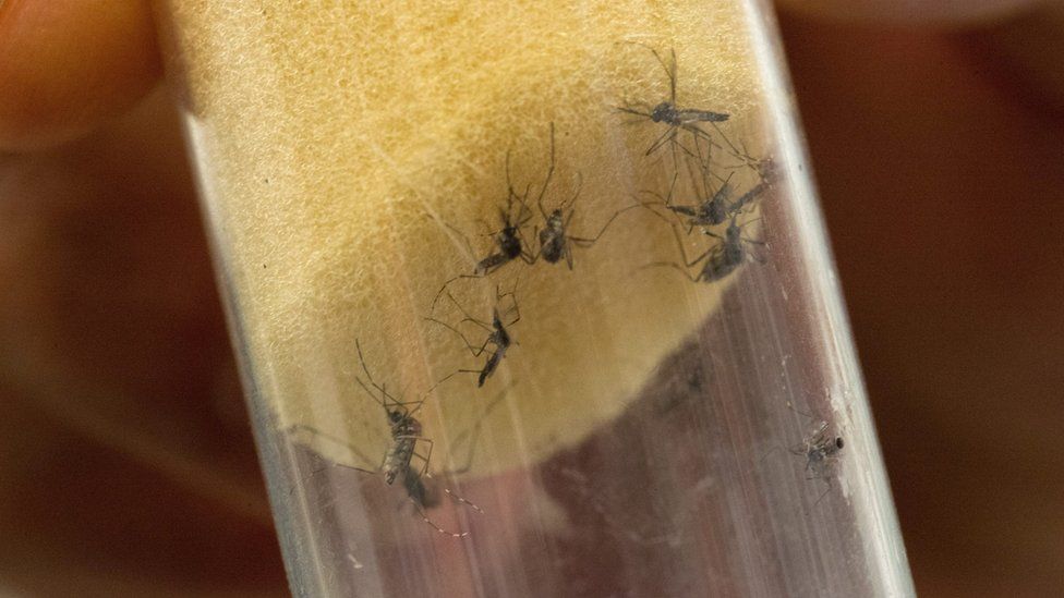 Aedes Aegypti mosquitoes, which transmit dengue fever and Zika virus, are pictured in a laboratory