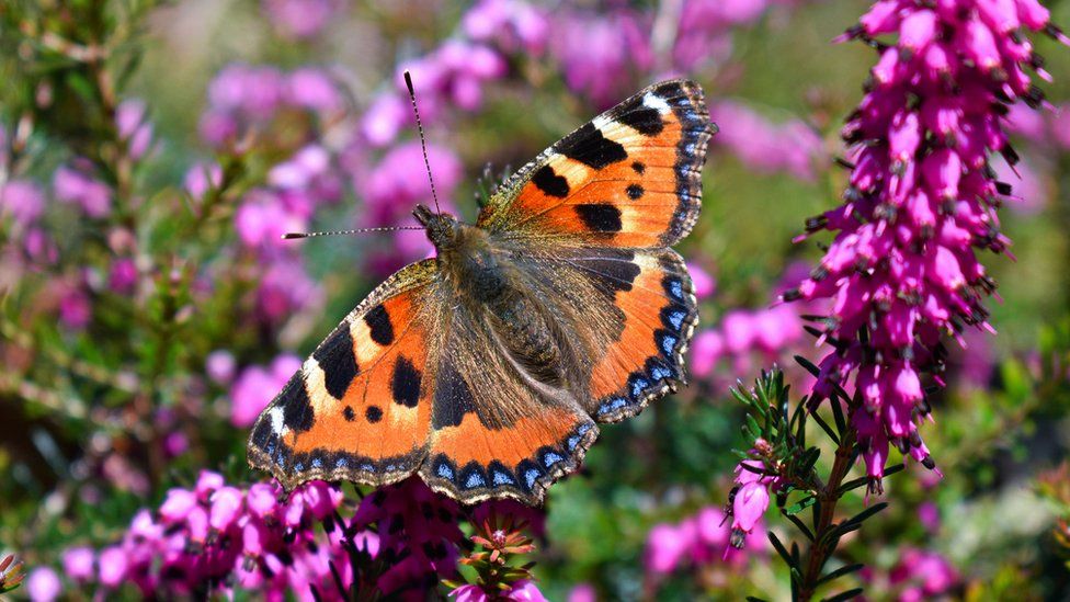 Close-up of butterfly pollinating on purple flower,Rugby,United Kingdom,UK