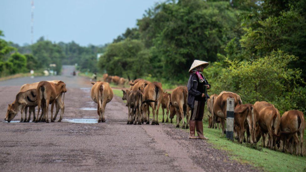 Herding cows alongside the highway from Vientiane to Sihanoukville in Cambodia,