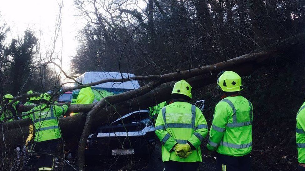Tree brought down in Torpoint, Devon