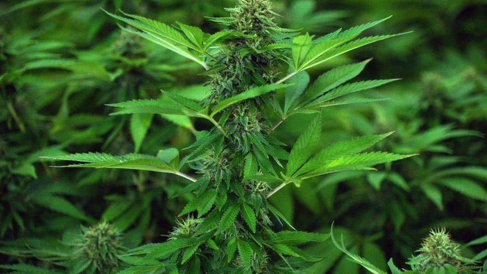 A photo of cannabis