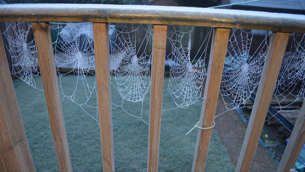 Spider webs covered in frost
