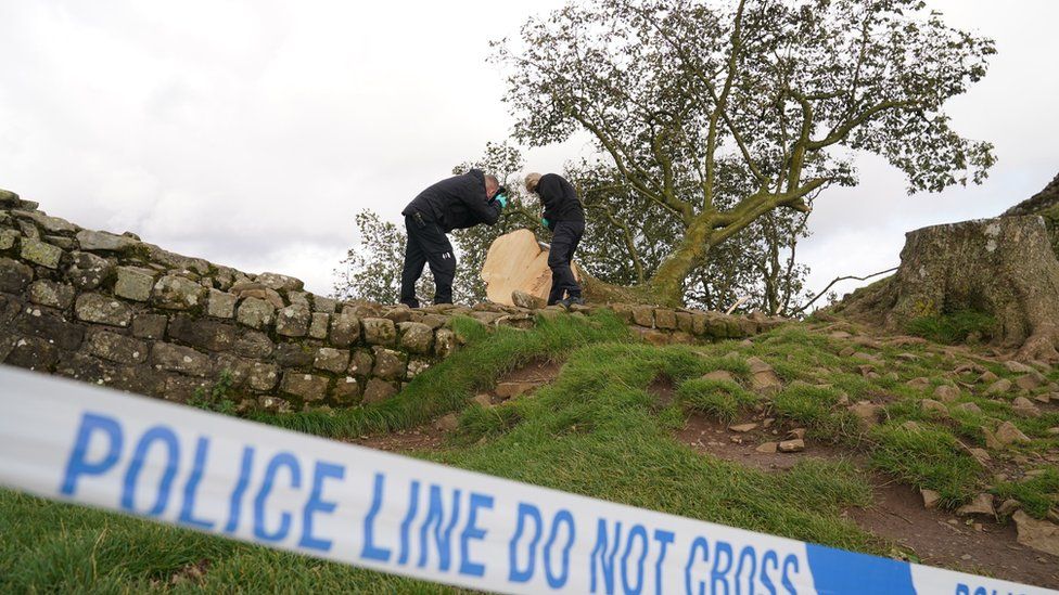 A police cordon and investigators at the tree