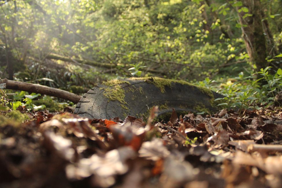 A tyre being reclaimed by nature in the Vallis Forest, Somerset.