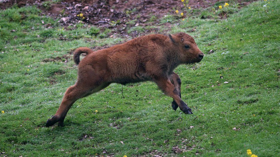 File photo of baby bison running on grass
