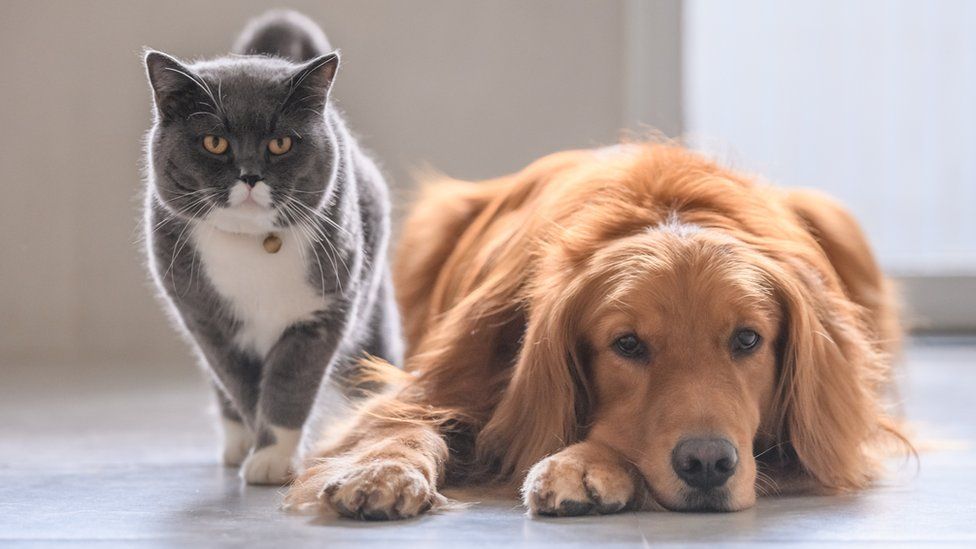 Government taskforce set up to stop pet theft - BBC Newsround