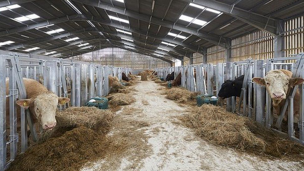 Bull farm at Inverness