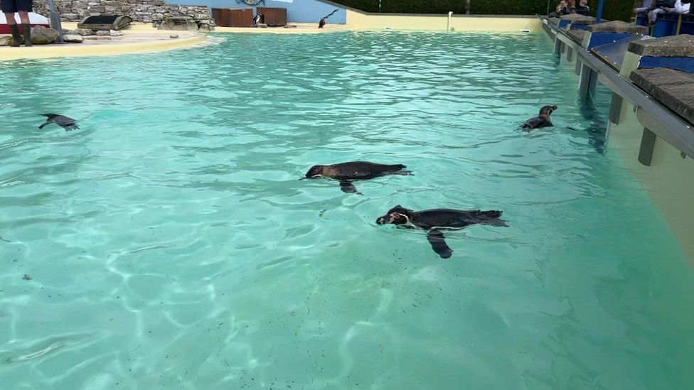 Penguins swimming at Paultons Park