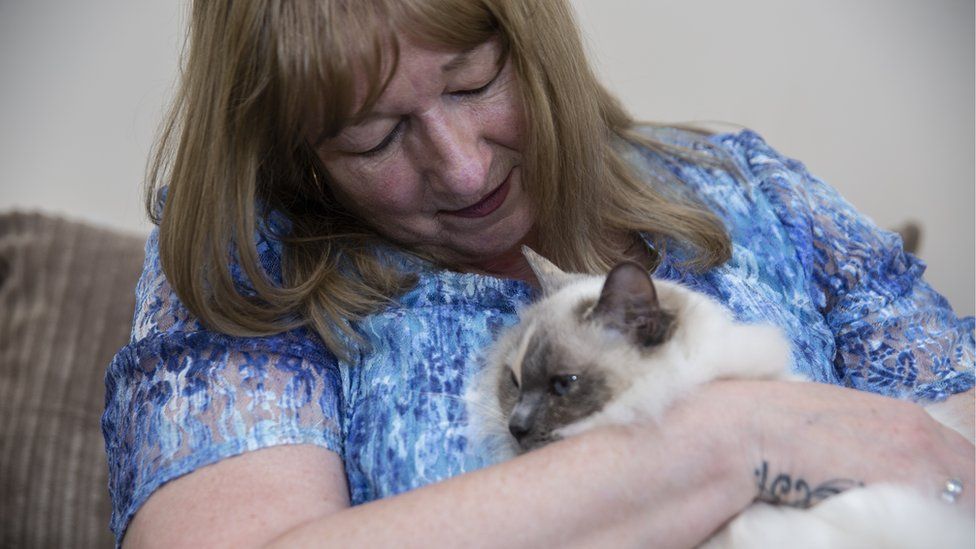 47 Best Images Brain Tumor In Siamese Cats - Feline Hepatic Lipidosis Wikipedia