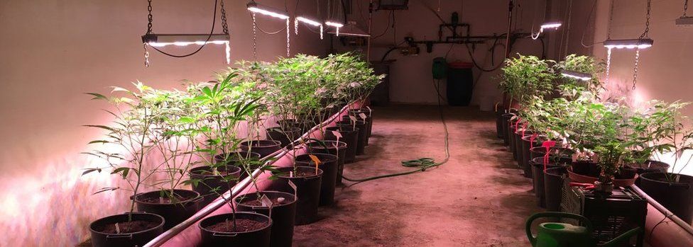 Cannabis plants under a special light