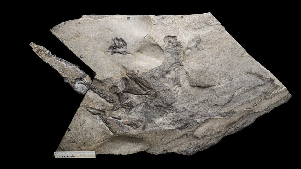 Pterosaur skeleton fossil in rock excavated from the Isle of Skye
