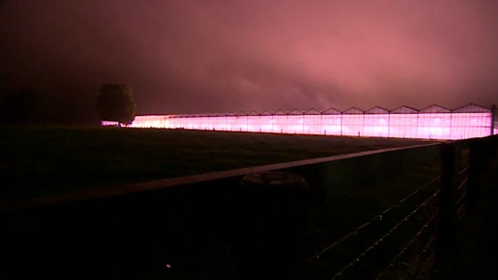 The greenhouses glowing pink