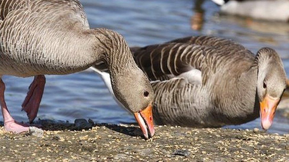 Greylag geese at Pensthorpe Nature Reserve (Photo by Claire Borley)